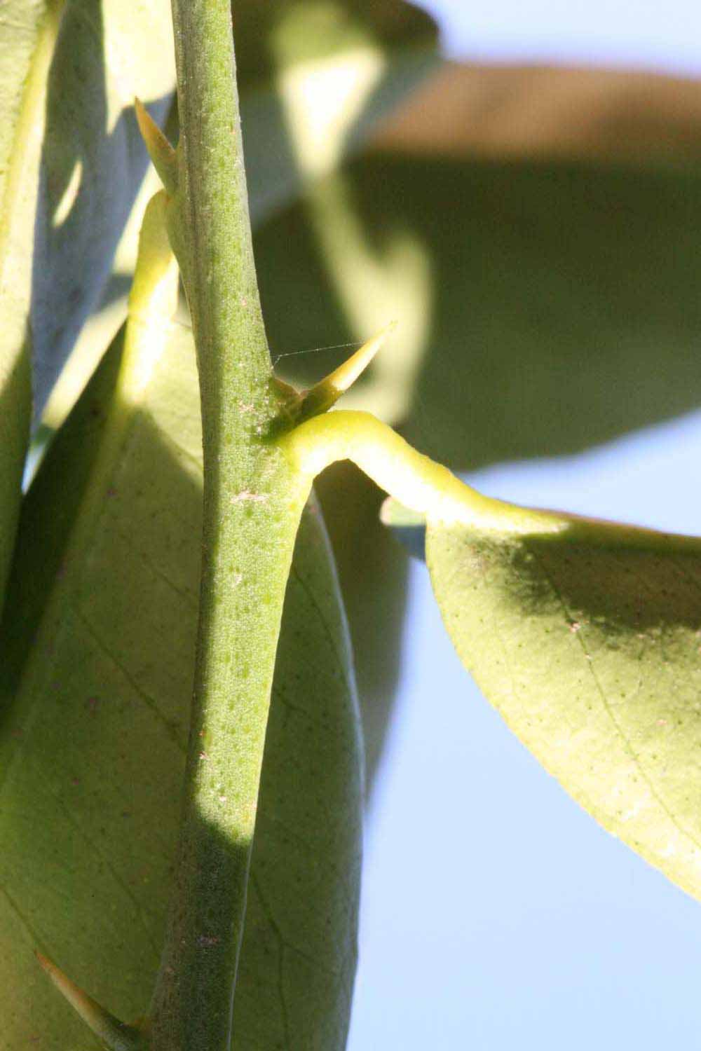            First year twig (Riverside, CA)   